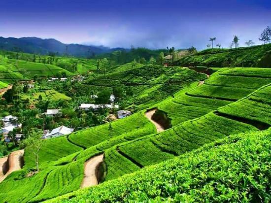 Campos de Té en Nuwara Elia